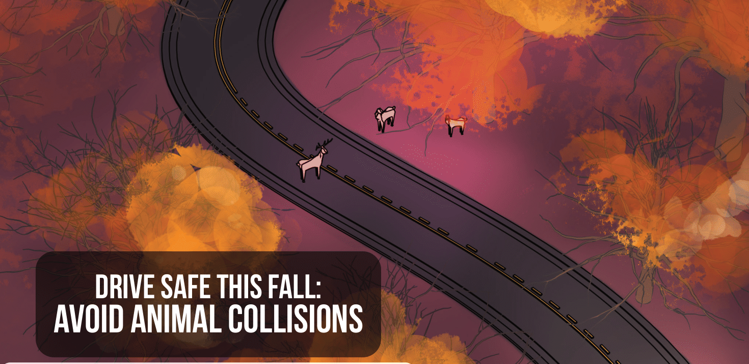 Read more about the article Avoid Vehicle Collisions with Wildlife this Fall