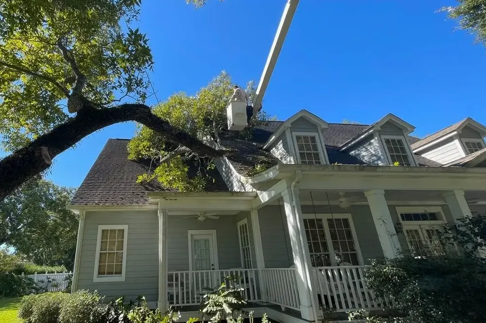 Read more about the article 10 Signs a Tree May Fall on Your Property
