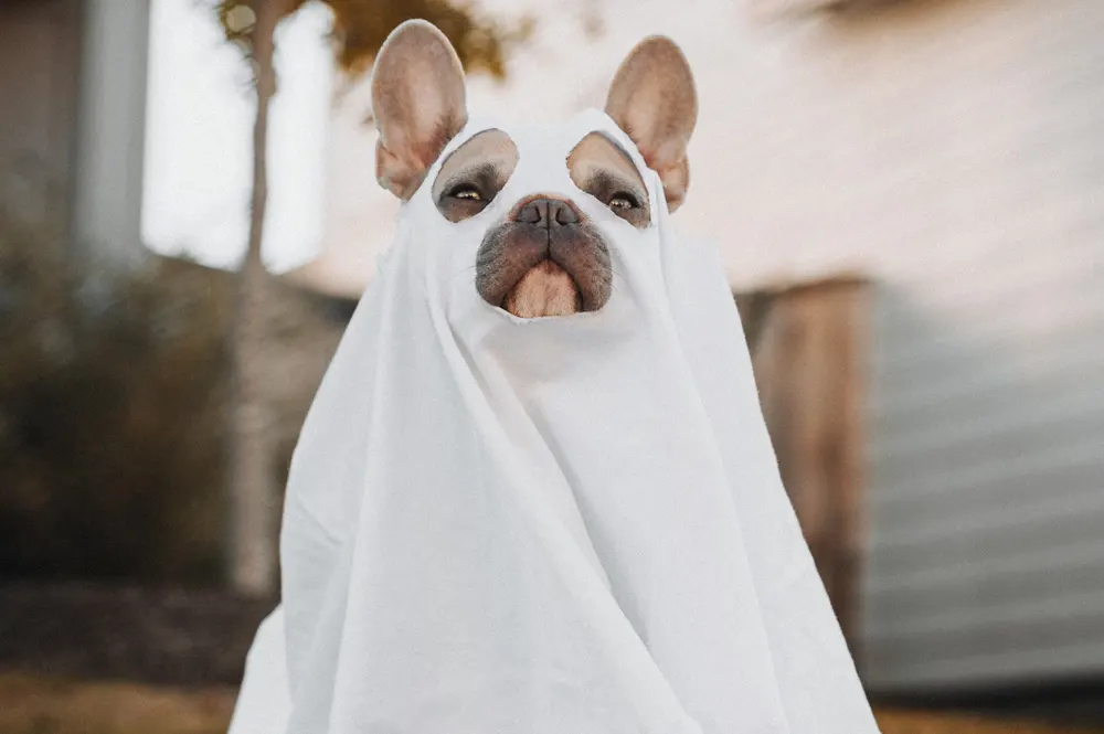 Read more about the article Staying Safe While Trick-or-Treating This Halloween
