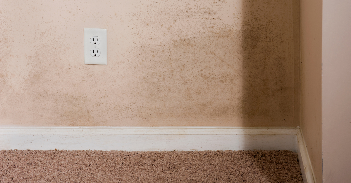 Read more about the article Prevent Mold in Your Home